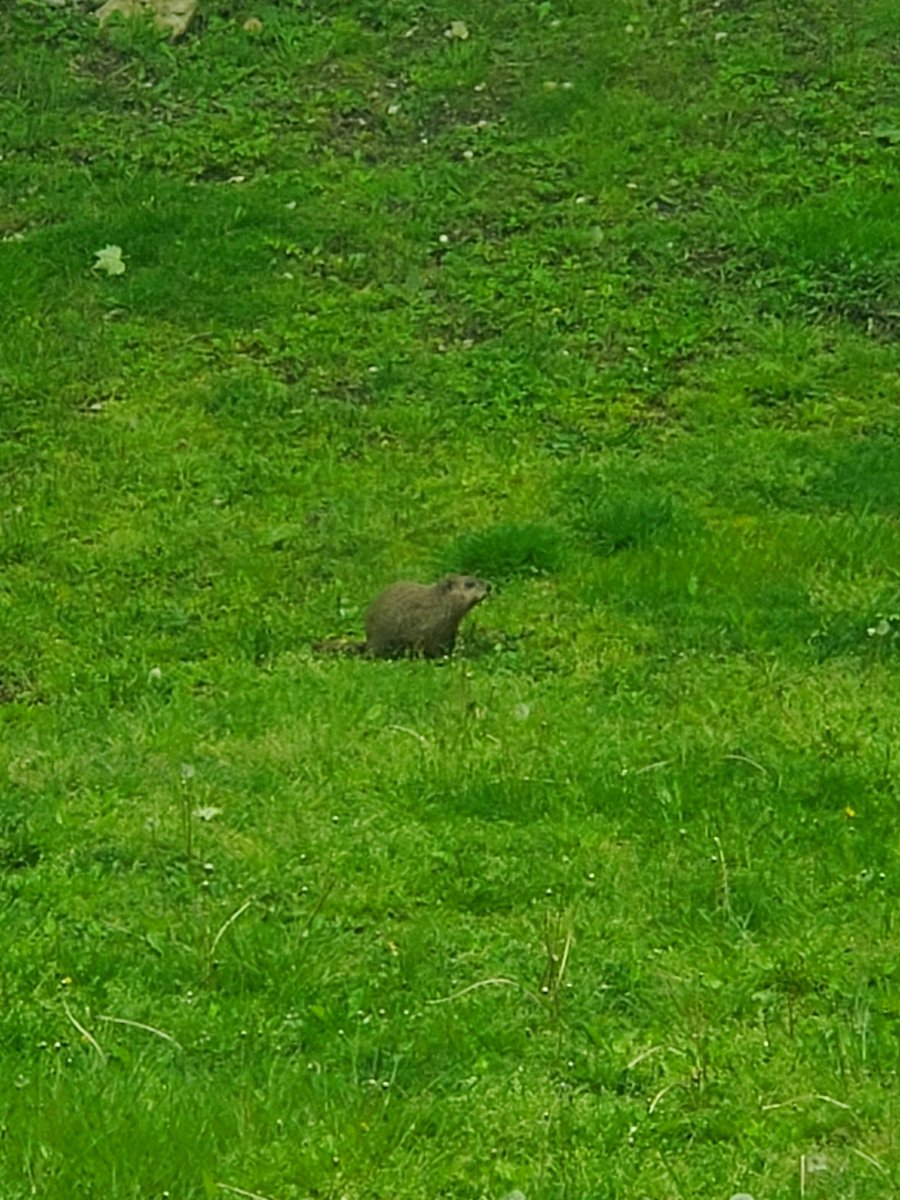 Groundhog is back eating our grass! So cute! 🦔