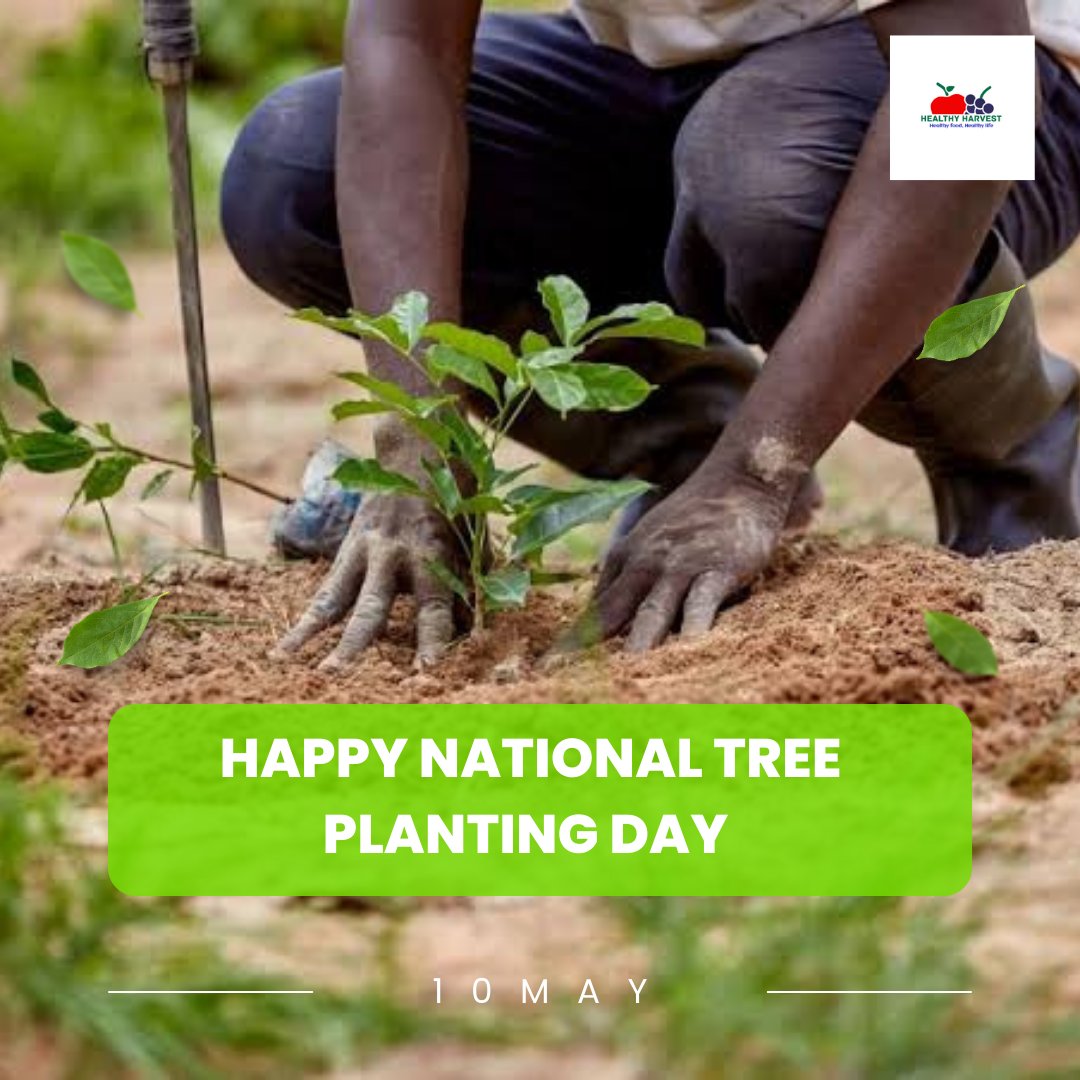 #Plantingtrees isn't just about #goinggreen, it's about staying dry! Did you know that trees act as natural sponges, soaking up excess water and reducing the risk of #floods? Let's dig deep for a greener, safer future! #TreePower #FloodDefense #NationalTreeGrowingDay