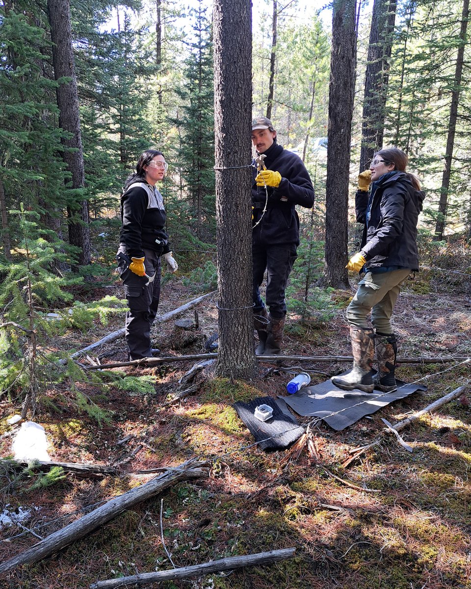 The new grizzly bear crew set up their first sites earlier this week. So much energy and enthusiasm to kick off the season!

#FieldworkFriday