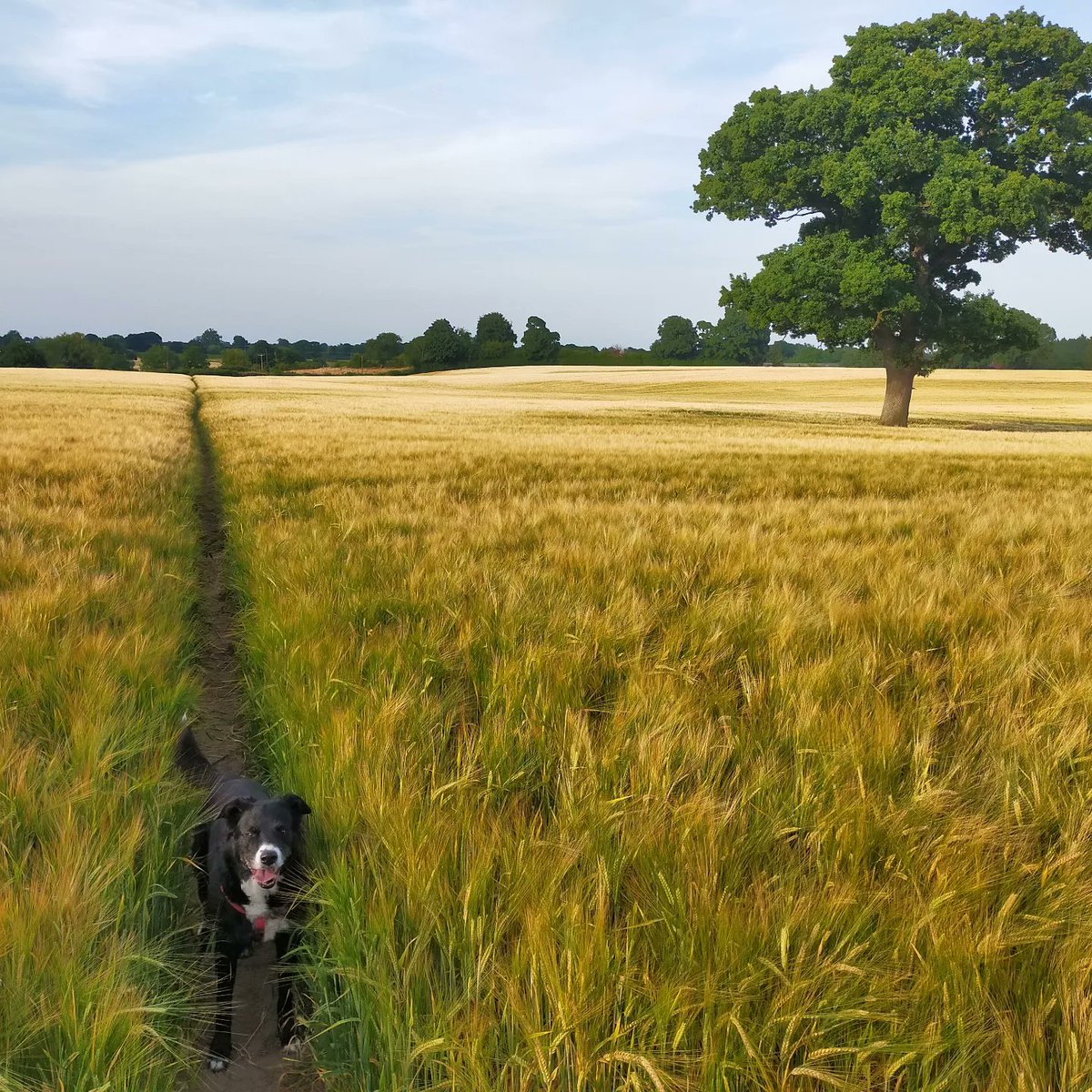 Dave Powell tweet media