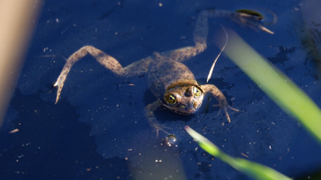 Floating weather is forecast this weekend, but water temps are still cold. Stay safe and make sure to read all about the Oregon Spotted frog for the latest installment of #AmphibianWeek - instagram.com/p/C6zHtOrPMtj/…