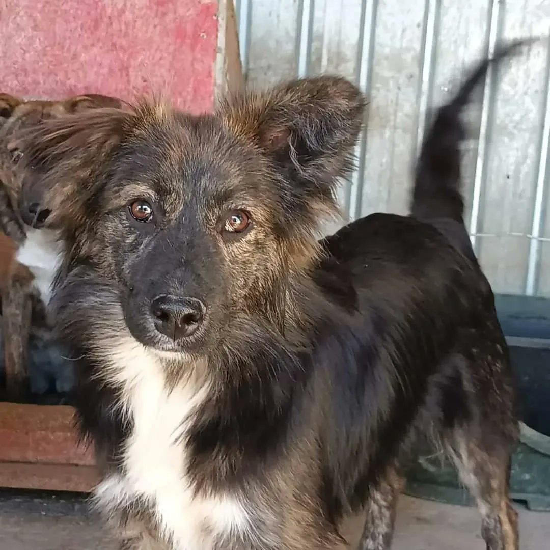 SavaSafeHaven's tweet photo. Saiwa is looking for a home, currently in Romania but can travel to UK, Germany, Belgium, France or Switzerland
https://t.co/gcDuJvNIrl
#adoptadog #adoptdontshop #shelterdogs #dogsofromania #romaniandogs https://t.co/KJtPbSmTU7