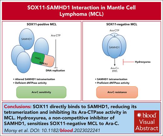 SOX11 directly binds, via its HMG domain, to SAMHD1, reducing its tetramerization and inhibiting its ara-CTPase activity in MCL. ow.ly/yu3f50RASzp #lymphoidneoplasia