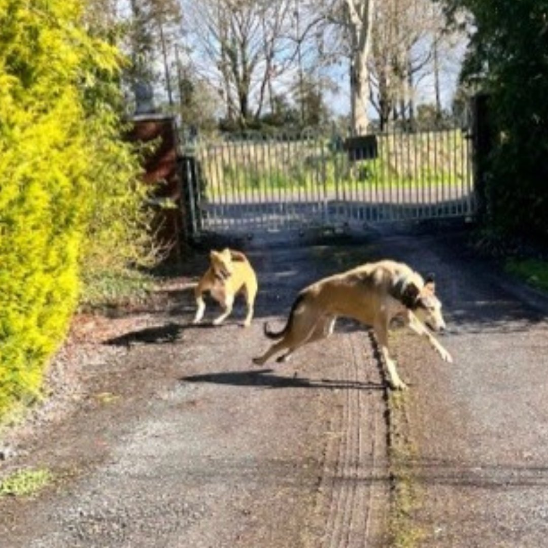 Today's Happy Tail is from Michela who adopted Percy in April 2022. 🐶

Here is how Percy is getting on in his new home:
ispca.ie/happy_tails/st…