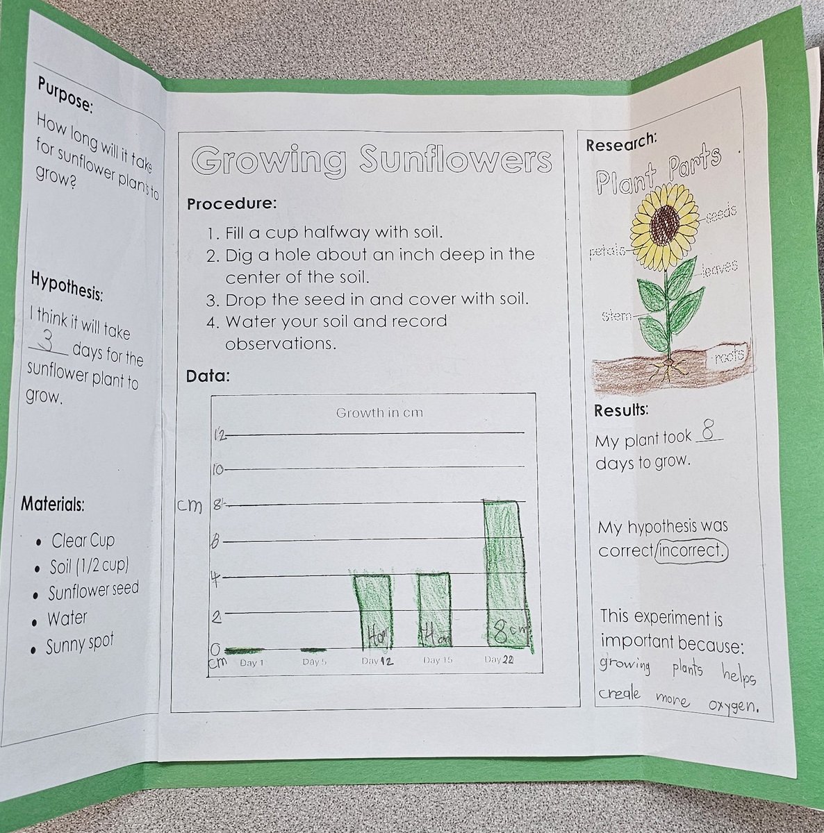 For the past month, my class has grown and taken care of beautiful sunflower plants to give to their moms for Mother's Day 🌻🩷🩷🩷 #CactusMakesPerfect
