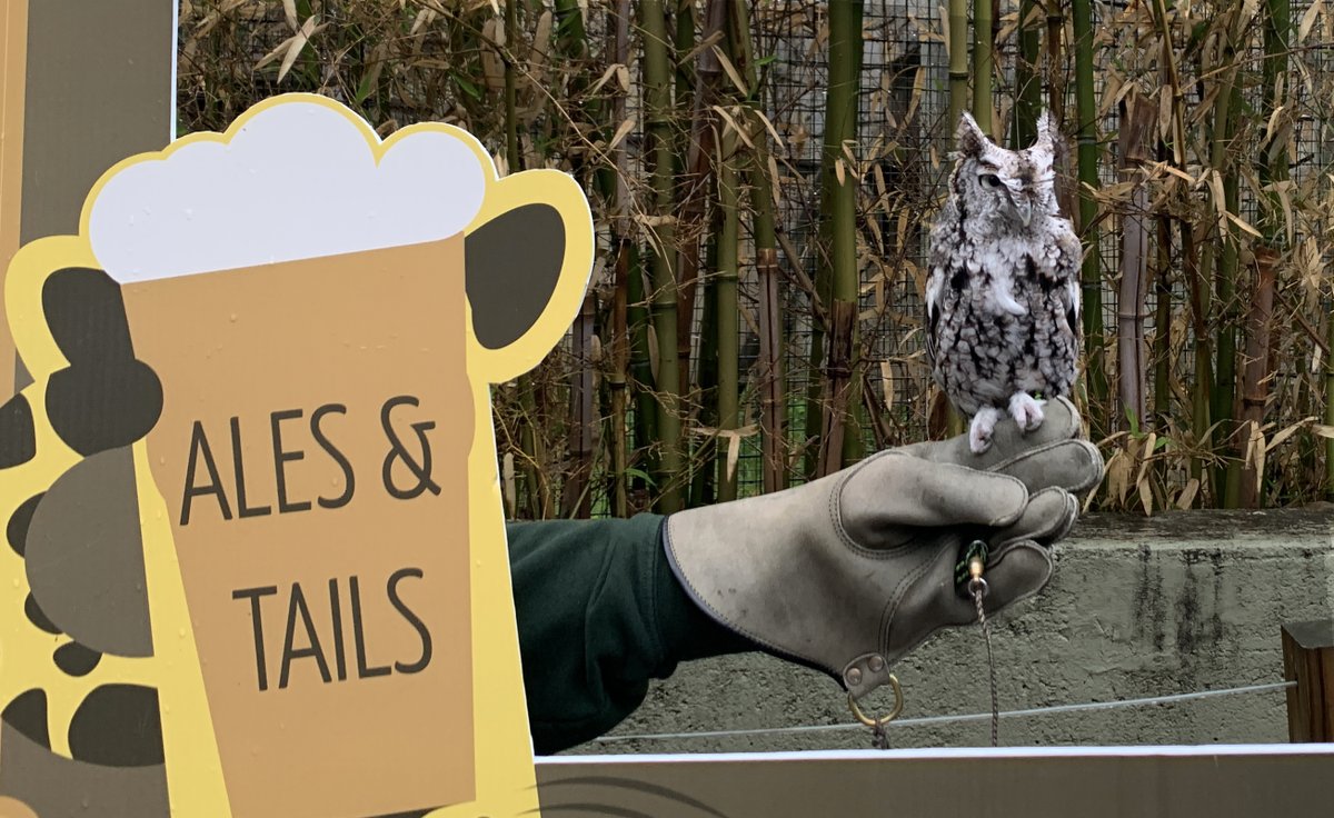 Ales & Tails at #StoneZoo on May 18 is like a whoooo is whoo-hoo-hoo in local brews (and hard seltzers and ciders)! 🍻 See the list of breweries and get tix→ zoonewengland.org/engage/ales-ta…