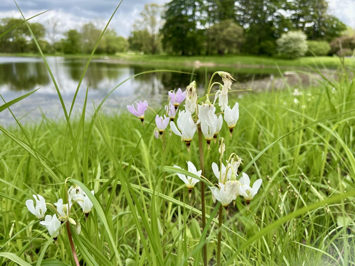 As spring’s blooming season winds down, there’s plenty to see and do at the Arboretum! Discover verdant hues and a myriad of blooms across the grounds, from prairie areas to vibrant gardens near the Visitor Center and Thornhill Education Center. Explore the East Side for white