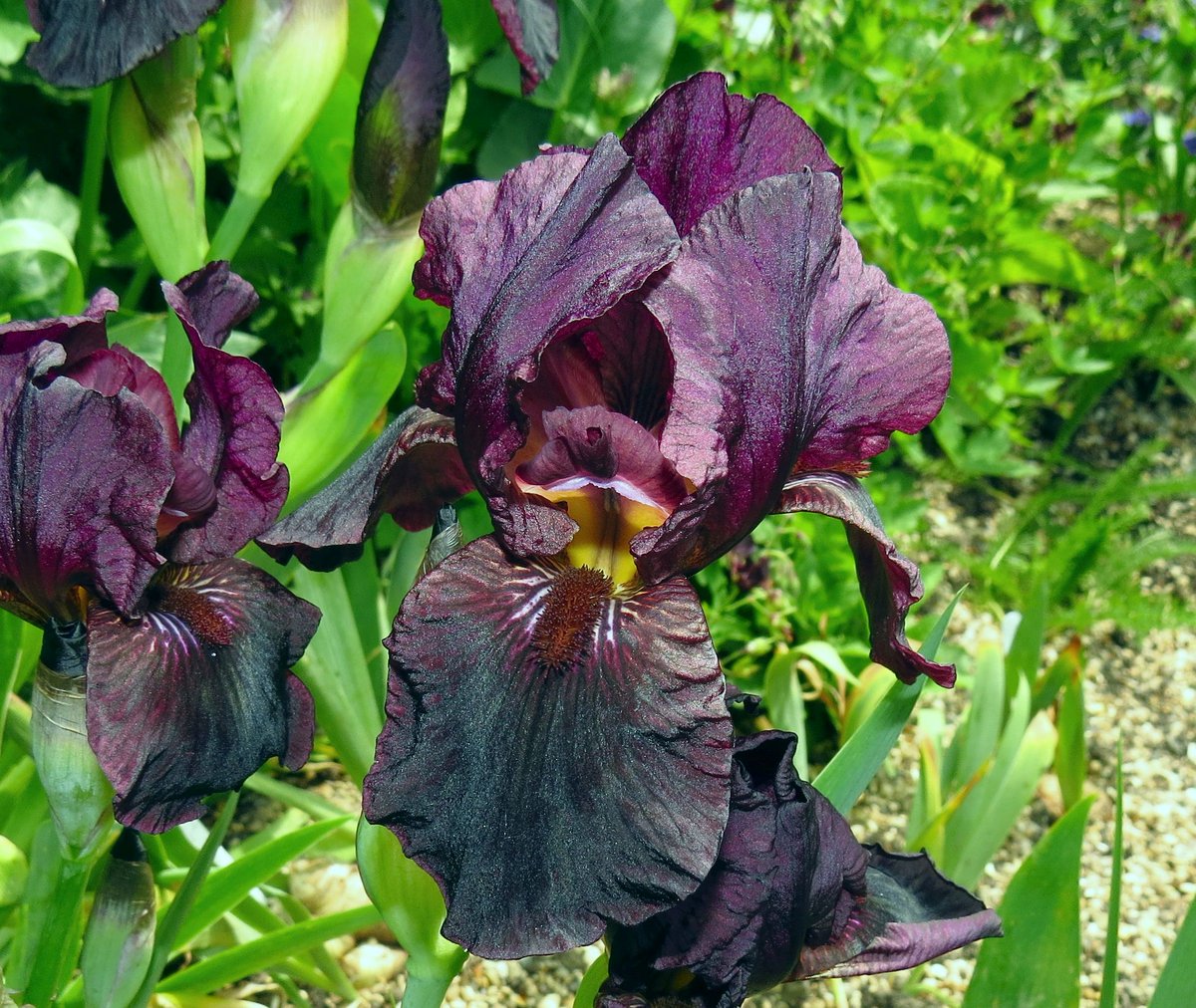 #gardenersworld My iris Langport Wren is the best it's ever been, despite the washout last year. I went against advice and liquid fed in the gloom and endless rain and it's paid off. 12 blooms out today!