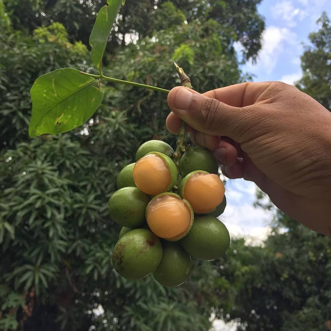 #BuenosDías🌞 ¿Con qué nombre conocen este fruto? ¡Feliz sábado!😁 📸allaondeunopty_ #TodosSomosPanamá