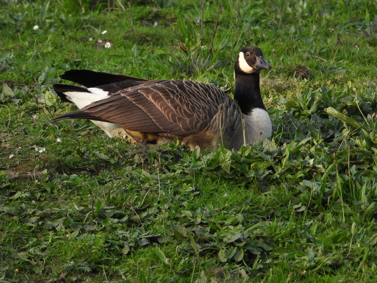 After their play they followed mum, settled down and then Mum , literally, put them under her wing! @waddells74 @MyGarden_Uk @alisonbeach611 @Natures_Voice