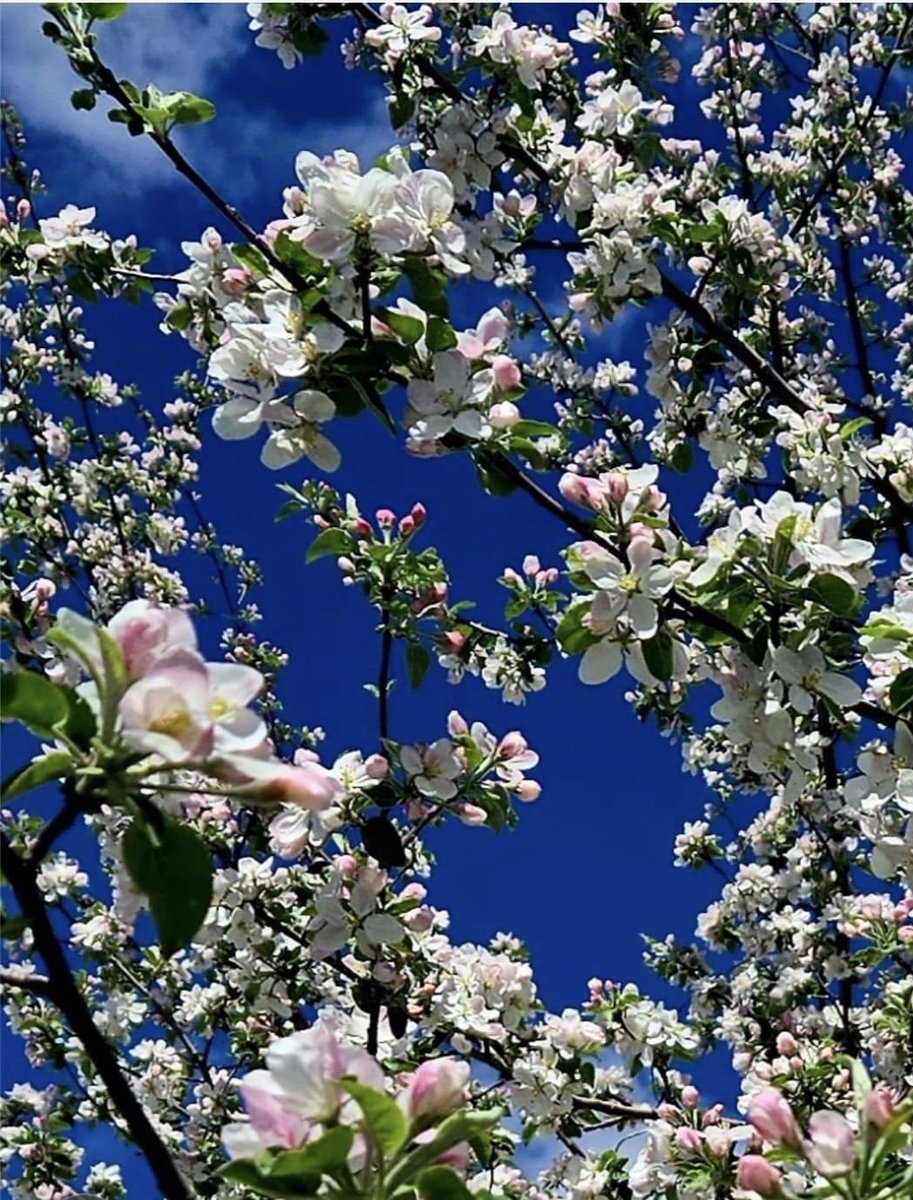 Apple tree blossoms
Londonderry #NewEngland 
By ~ Linda  Crossland
