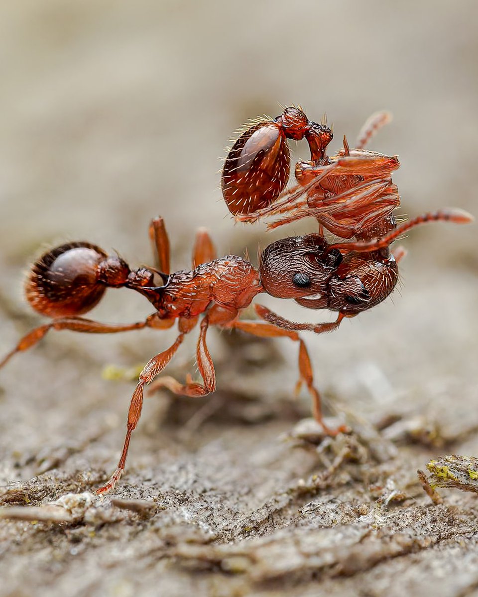 There can be only one Highlander!!! #Ants #antz #nature #macro #macrophotography #insect #insects #wildlife #outdoors #scotland #love @Buzz_dont_tweet @BuglifeScotland @RoyEntSoc @insectweek @Mariposa_Nature @Greenwings @MacroHour