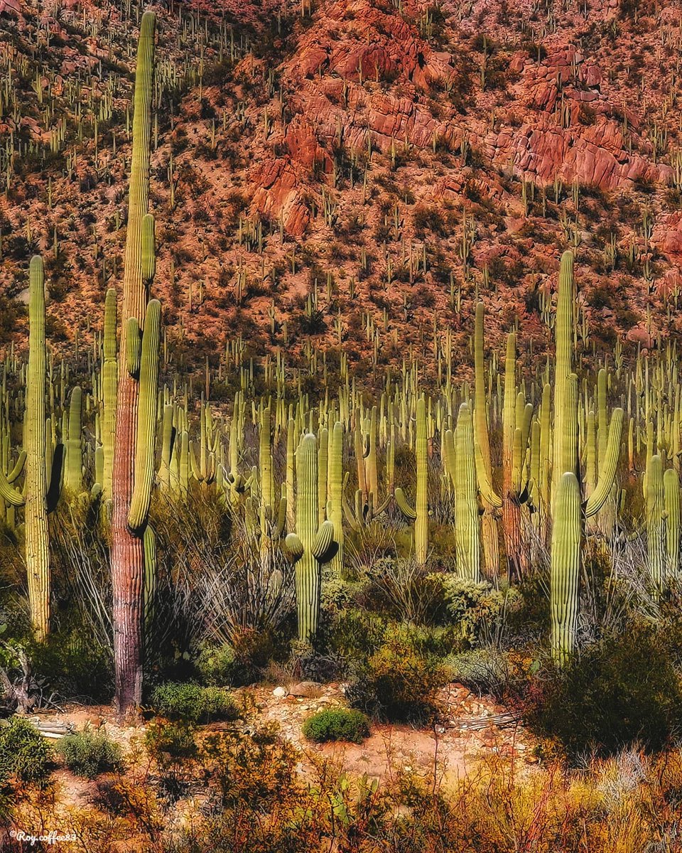 In honor of #NationalCactusDay 🌵🌵 A thread of cacti fun facts for your next trivia night 👇 📍Saguaro National Park 📷: @roy.coffee83