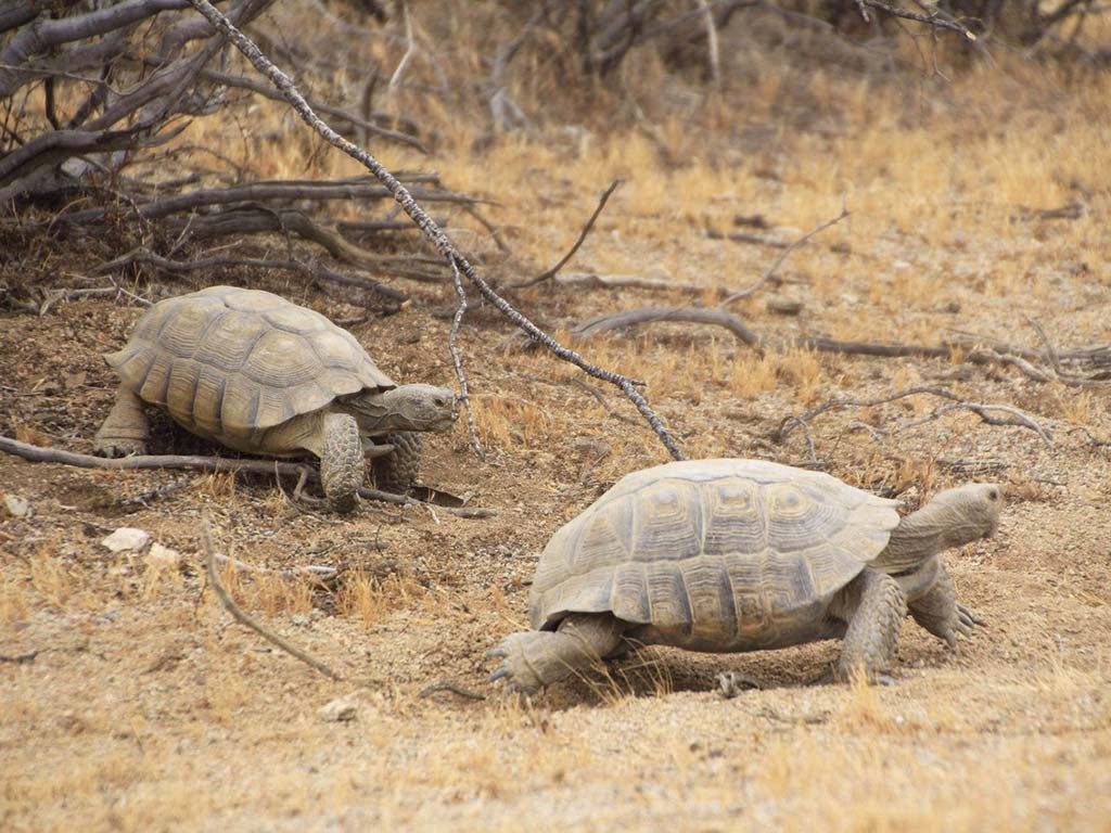 Our fight to #ProtectRedCliffs NCA just took a crucial step forward! 🐢Today, @BLMNational & @usfws released a draft SEIS, rethinking the proposed highway through vital desert tortoise habitat. 📢 Get ready to make your voice heard! ow.ly/NUEf50RATUt