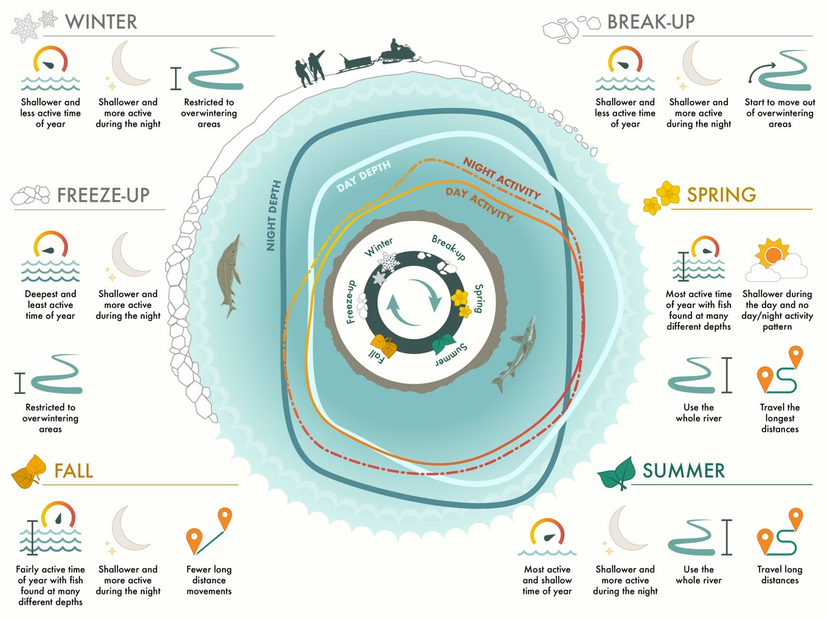 For almost a decade, our Learning from Lake Sturgeon team has been working together to discover the patterns of namew (lake sturgeon) movement and behaviour in a very special #river - read our open-access paper here, or read below for some fast facts!

int-res.com/abstracts/esr/…