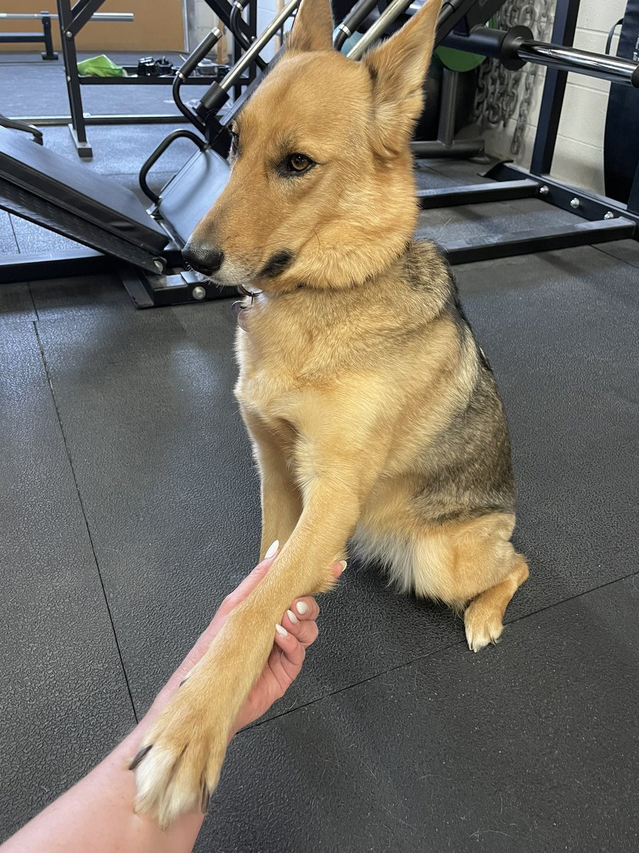 Xena likes to hold my hand between sets. It helps with optimal recovery. #dogtherapy