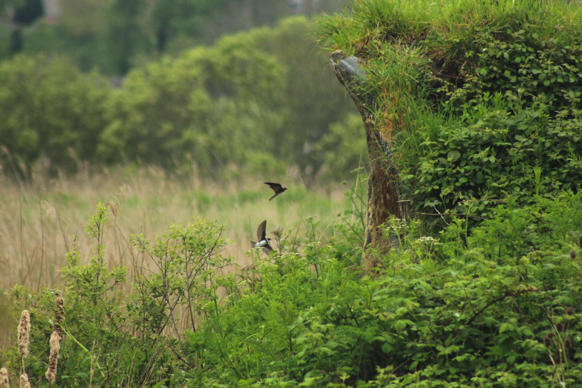 It's World Migratory Bird Day! You can watch these impressive migratory Sand Martins at RSPB Radipole Lake, with our artificial nest wall. You can learn how to ID similar birds like Martins at our Intermediate Birdwatching events: events.rspb.org.uk/arne Image © Léonard D'Aranjo