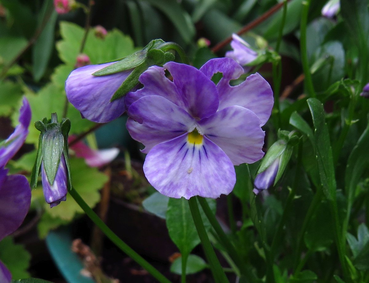 #gardenersworld New viola Columbine...slightly chewed but very pretty #flowers #springwatch