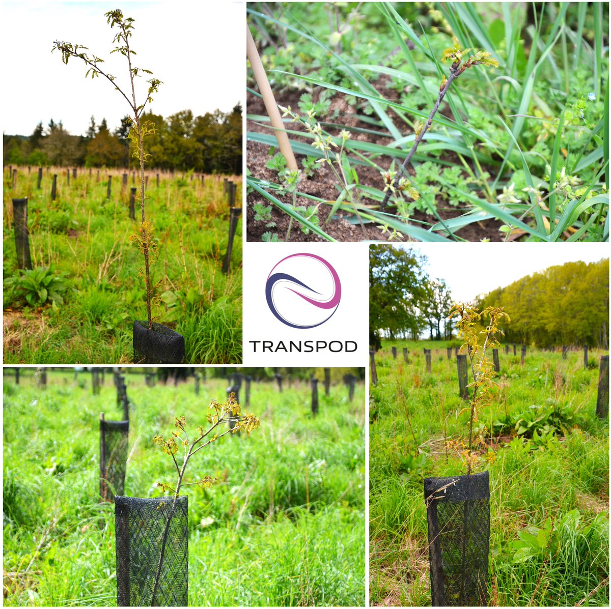 TransPod Inc. (@transpod_inc) on Twitter photo We're thrilled that the trees we planted in France in June 2022 are thriving and growing strong. A big thanks to <a href="/UCFFcoop/">UCFF - Les Coopératives Forestières 🇫🇷</a> for helping make this possible. We're also partnering with the @Hautevienne_dep to find new spots for tree planting as we work toward a greener, more We're thrilled that the trees we planted in France in June 2022 are thriving and growing strong. A big thanks to <a href="/UCFFcoop/">UCFF - Les Coopératives Forestières 🇫🇷</a> for helping make this possible. We're also partnering with the @Hautevienne_dep to find new spots for tree planting as we work toward a greener, more