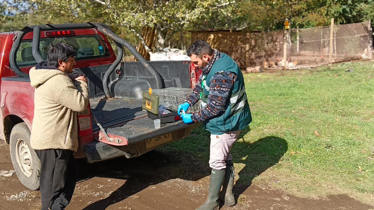 Funcionarios @sagchile oficina Villarrica entregan jaula de captura y capacitan a agricultor que realizó denuncias de ataque de la plaga visón americano.