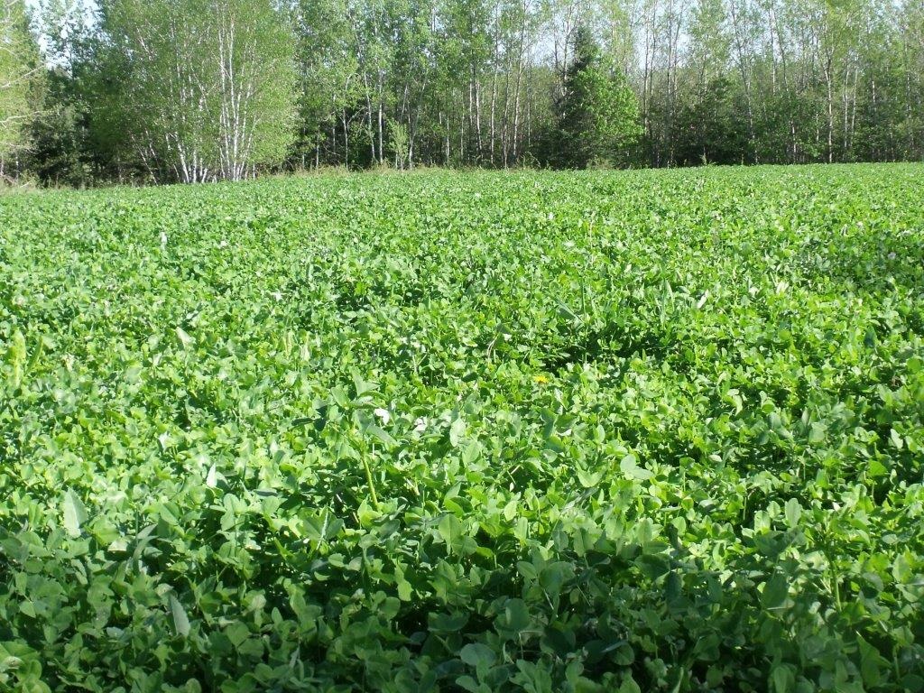 Now that's a purdy plot!🌱 

#antlerking #biggerbucks #healthierdeer #foodplot #deerseason #whitetail #whitetailhunting #deernutrition #LandManagement #wildlifemanagement #fieldtoplate #deerhunting #bowhunting #bowhunter #BBD #bigbucks #hunting #bigdeer #trophydeer