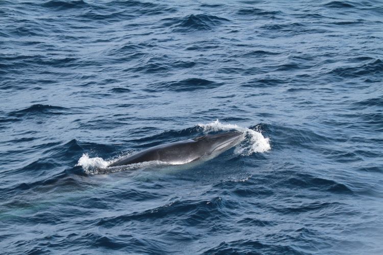 In a recent study, scientists from @NOAAFisheriesSE identified the most optimal habitat conditions to support Rice's whales. This information will help further research and understanding of the habitat and needs of the endangered species: bit.ly/44xAlVj