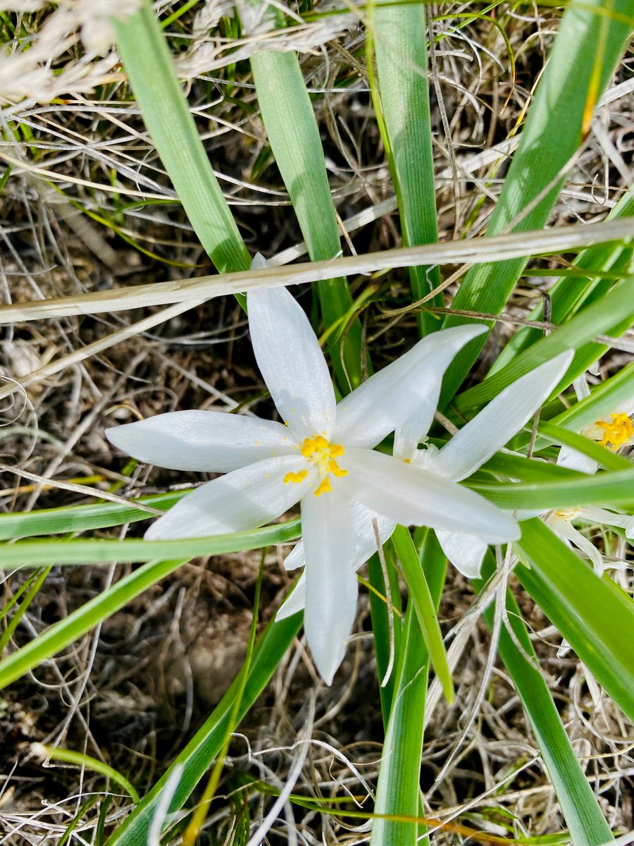 It's National Wildflowers Week! 🌼🌻 Wildflowers help sustain native ecosystems, contribute to clean air and water, food for humans &amp; wildlife, and aid in creating products we use such as medicines &amp; dyes.

May this be a reminder to get 💐 for Mom today! (If that's her thing).