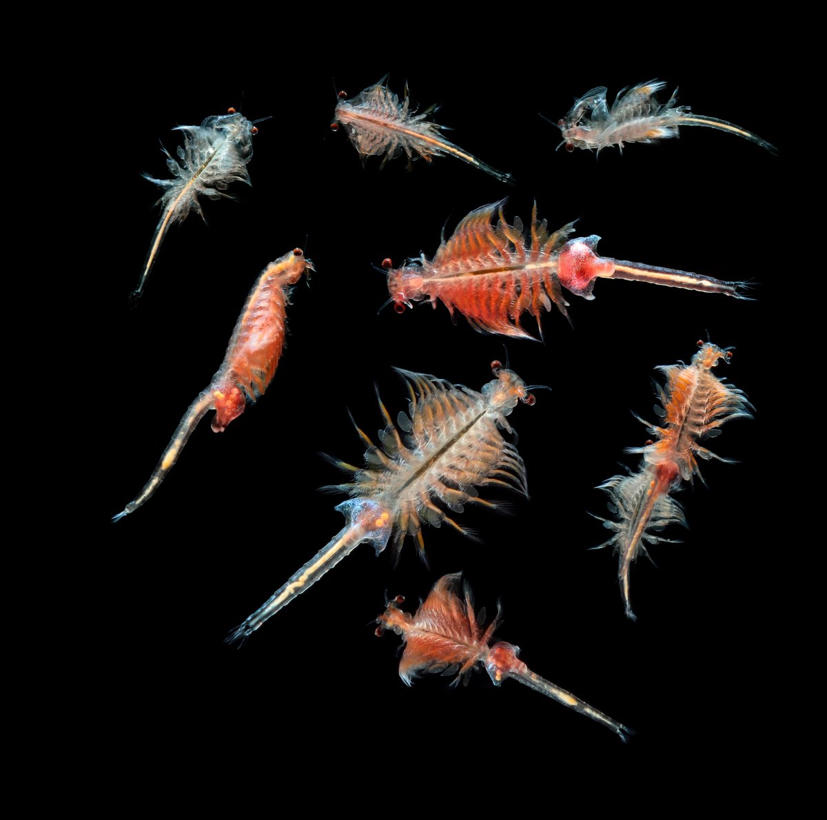 Its #NationalShrimpDay today, and we're celebrating Utah's favorite crustacean, the brine shrimp!

Around 10 million birds of over 250 species pass by the Great Salt Lake every year and brine shrimp act as fodder for many of these migrating birds as they refuel.

#GreatSaltLake