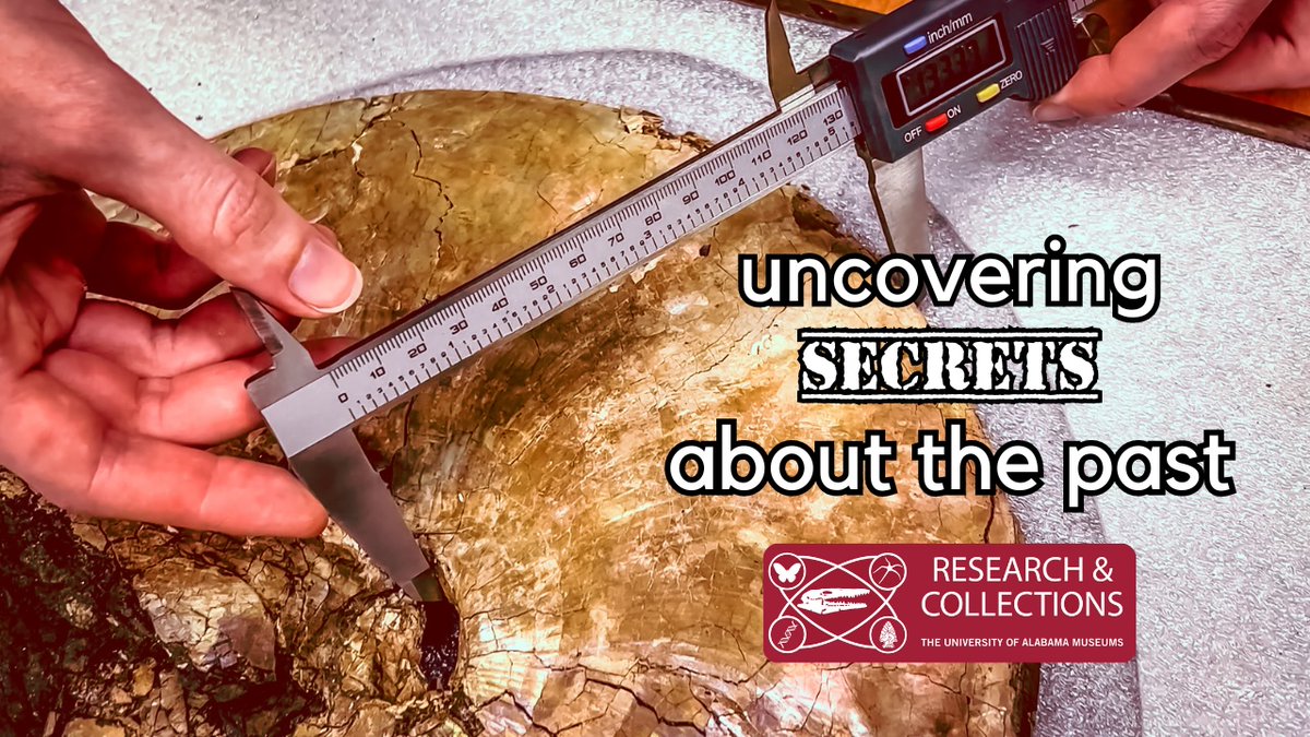 Rachel Mohr (@UofAlabama Ph.D. Student, Department of Geological Sciences and Museum Studies) explains what Fossil Ammonites are and how studying paleontology helped her research project and dissertation on the 𝙋𝙡𝙖𝙘𝙚𝙣𝙩𝙞𝙘𝙚𝙧𝙖𝙨 genus. WATCH: ➡️ bit.ly/3JIm52j