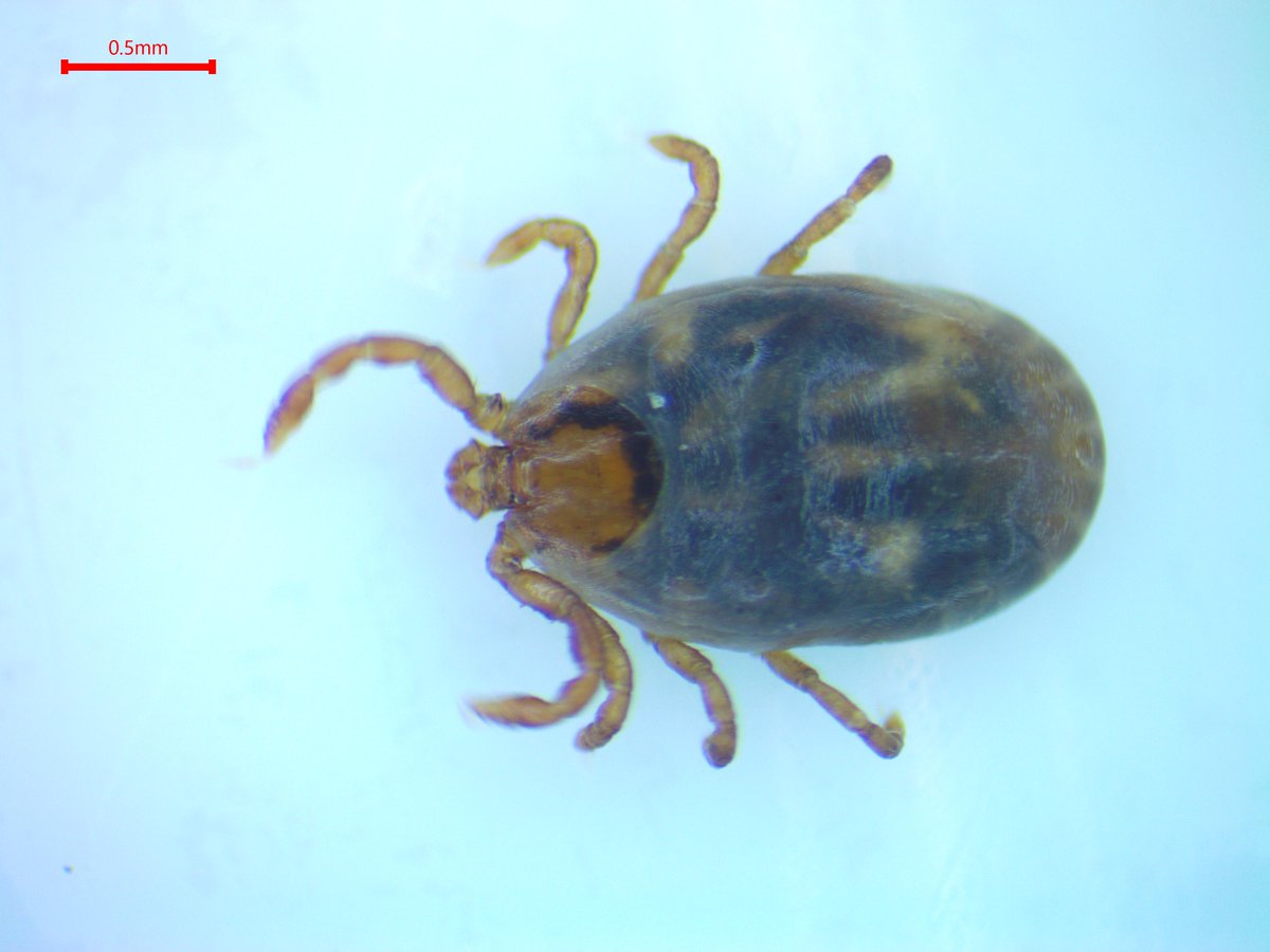 The first Asian longhorned tick (Haemaphysalis longicornis) of 2024 came to us from Sussex County, #NewJersey. No pathogens detected, but it had fed for multiple days before removal.