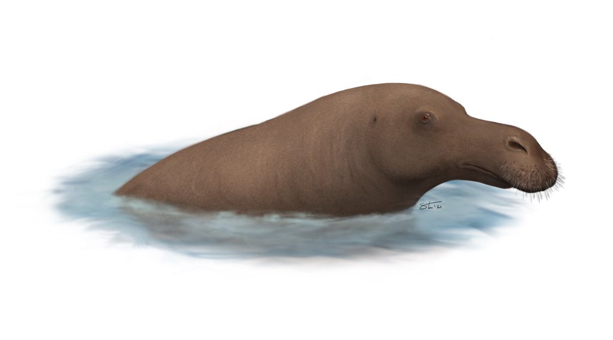 #FossilFriday Makaracetus bidens, a protocetid whale with… uh… something funky on its face. Was it a trunk? Prehensile lips like I illustrated here? Some secret third thing? Good question. There isn’t a good modern analog for it. #Paleoart #AncientWhaleWeek