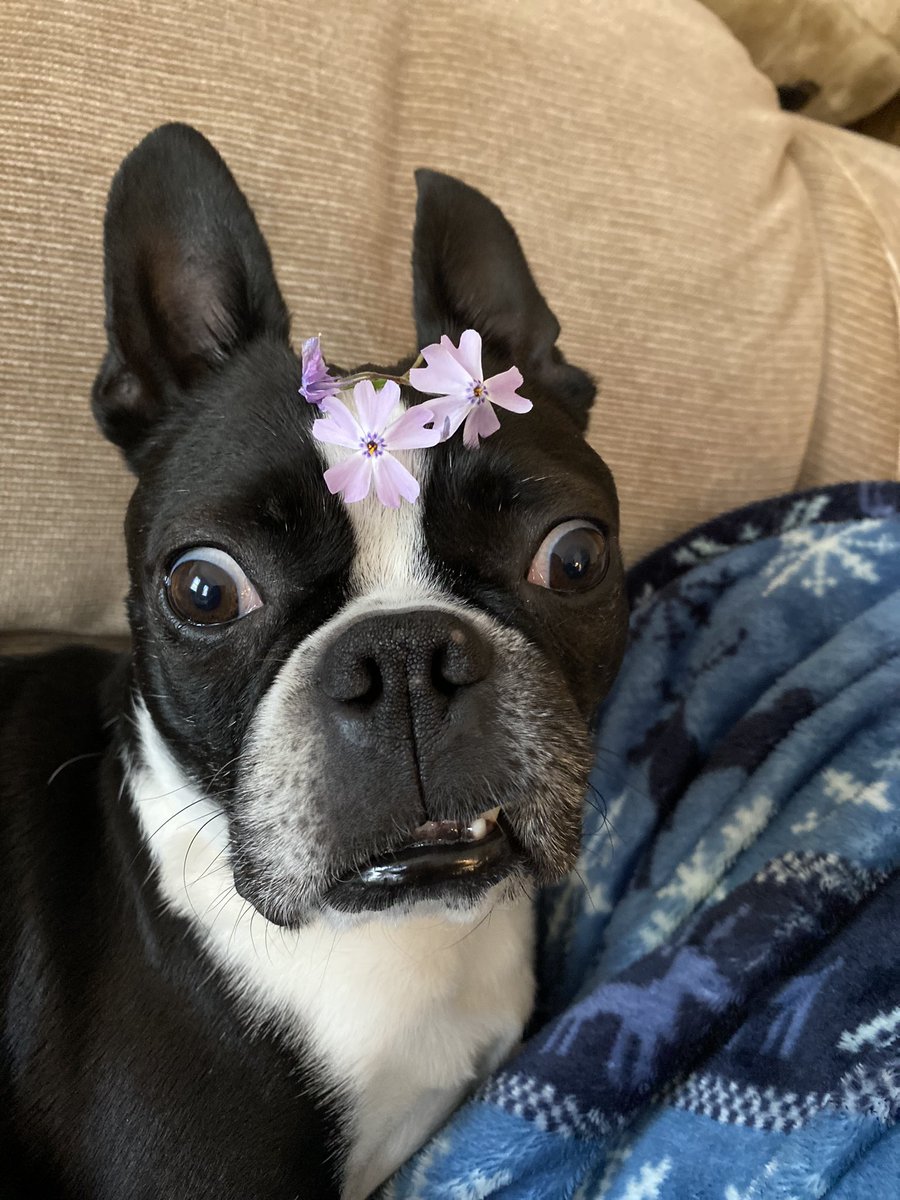 Mommy, what does this nonsense bees on my head?! Oh, youse say me can has a treat if me wears pretty #flowers for #FloofHeadFriday…ok then!

#flowerpower #DogsofTwittter #dogsofx #bostonterrier #floofs #floofhead