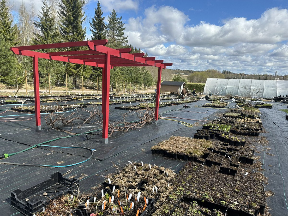 kulpanmaki's tweet photo. Valmis ja sitten seuraavan projektin kimppuun… ⛩️🍇 …vanhat viiniköynnöksetkin sai vallan hyvin taiteltua sivun metalliverkkoihin kasvamaan. #diy #teeitse #puutarha #japani #pergola #pientila https://t.co/OPUOP4GAWU