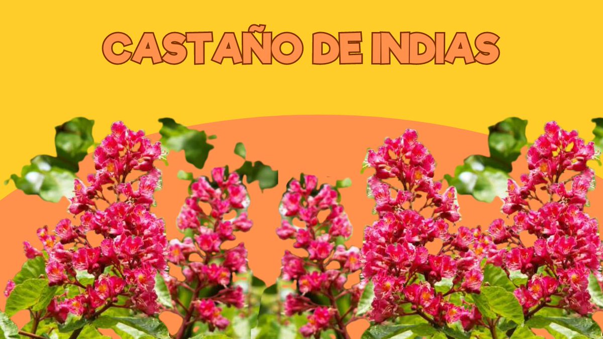 🌳 ¿Sabíais que este castaño da flores rojas?

🌸 ¡Lluvia de flores!

#ZoodeSantillana #SantillanadelMar #Cantabria #Zoo #VenalZoodeSantillana #ViviendoenunZoo #CastañodeIndias

youtu.be/dNmsFoZIB0M
