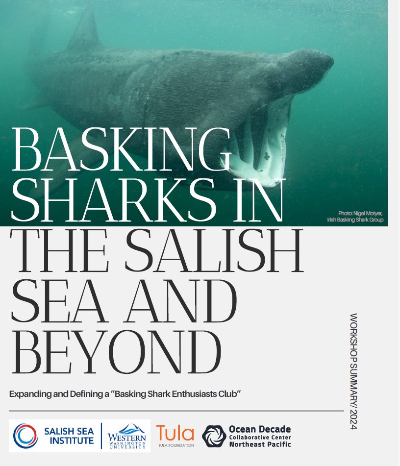 New featured resource ✨ #BaskingSharks are the 2nd largest fish on the planet 🌊 and have virtually disappeared from Northeast Pacific waters🌲 View the report to learn about how we can better understand and turn the tide on this fascinating species 🦈 🔗 tinyurl.com/4jdnf62z
