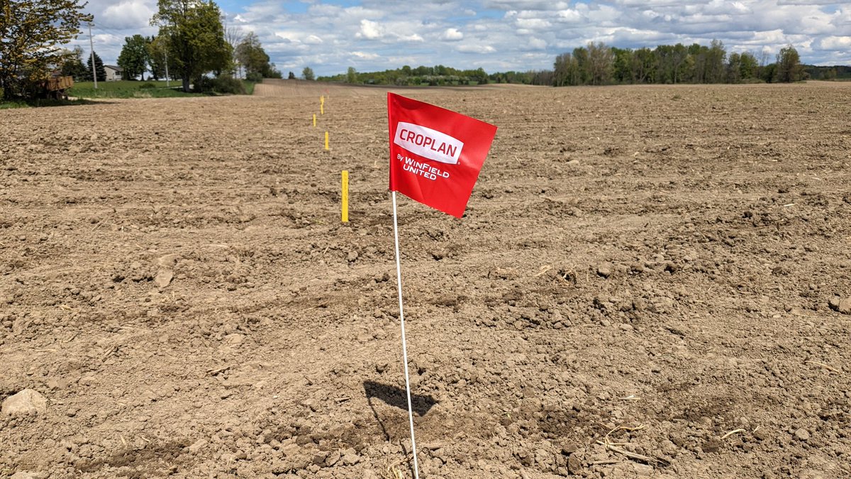 Big thanks to our #CROPLAN Agent @NateSalverda and Nick for whacking another #corn plot in this afternoon! Full range of 91 to 99 day corn hybrids here to view. This one is more than worth checking out if you are in the Clinton area! #plant24 #WinFieldUnitedCanada