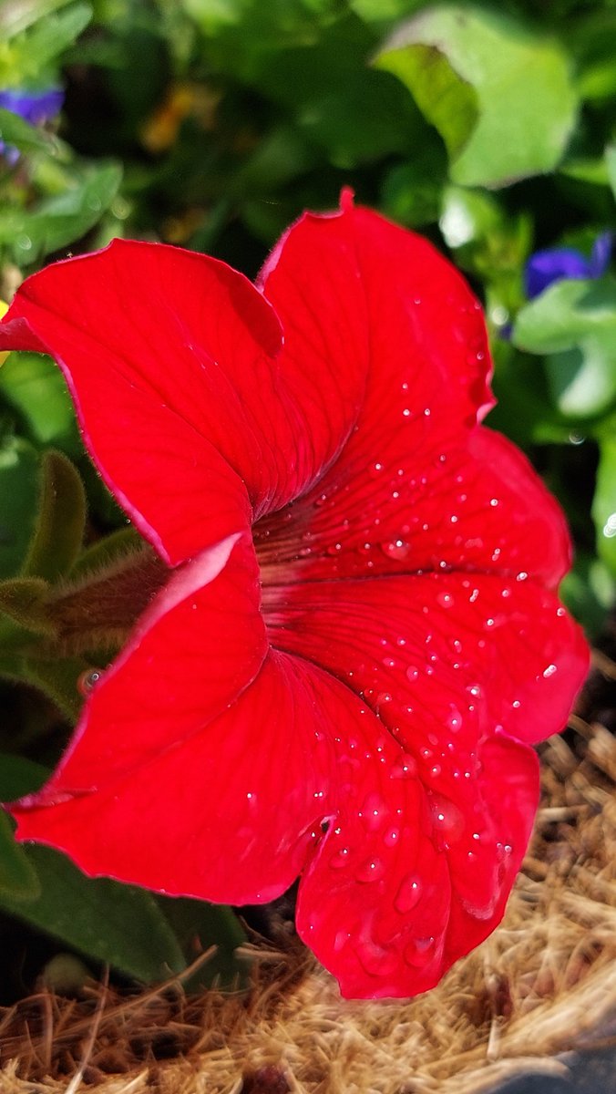 Post something red ❤️

Mine.. 👇🏼

#NilaPix #Red #Petunia #Flowers #Annuals #Hanging #Basket #Gardening #GardeningTwitter #GardeningX #FlowersOnFriday #FlowersOfTwitter #NoFilter #NoEdit #Photography #FlowerPhotography #MobilePhotography
