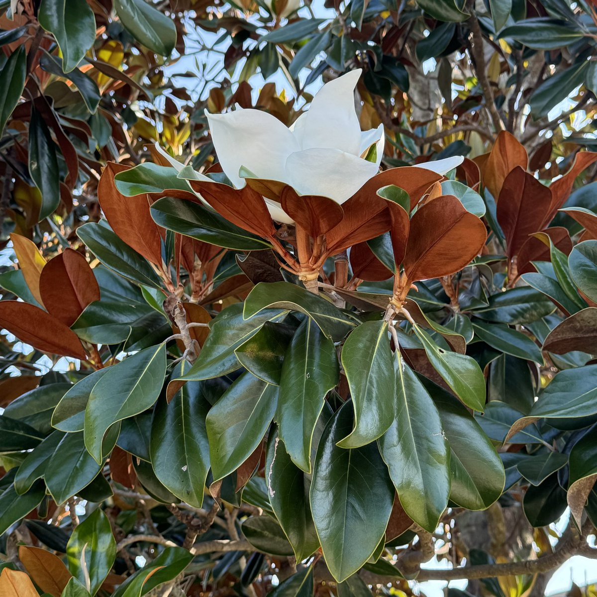 Gotta love the contrast between a southern #magnolia #blossom & its leaves. #Florida #nativeplant #Fridayflowers #flowersonFriday