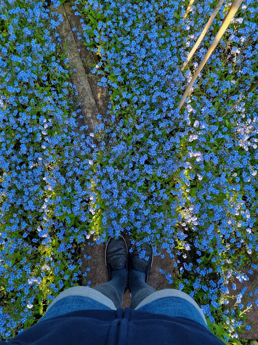 There's a path in here somewhere, I swear! 

#GardenersWorld #FlowersOnFriday #FlowerHunting