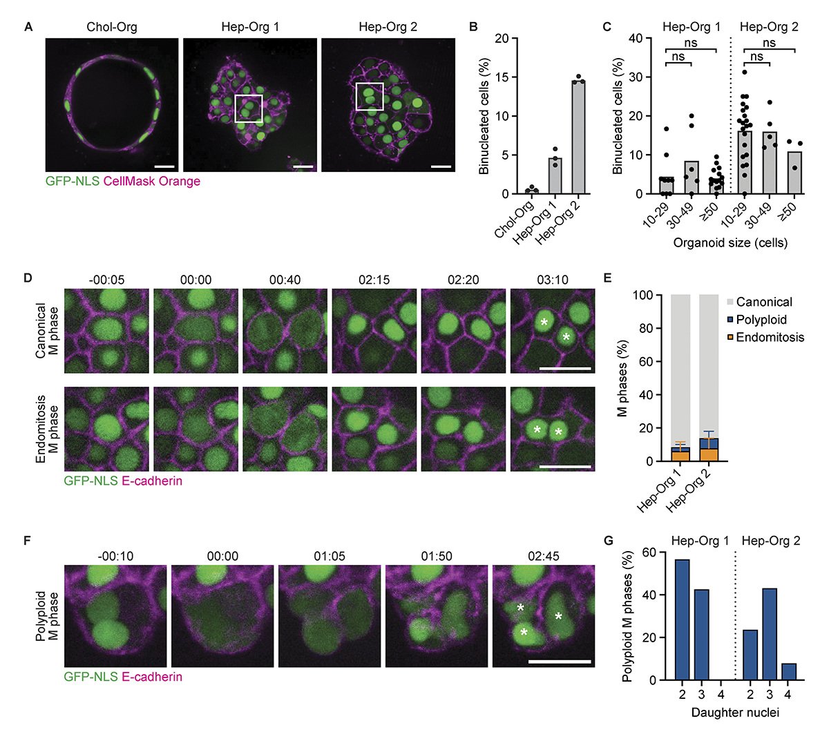 Binucleated human hepatocytes arise thru late cytokinetic regression during endomitosis M phase. In @JCellBiol, @gdarmasaputra @cindygeerlings @galli_matilde et al use fetal-derived hepatocyte organoids to investigate the regulation of endomitosis in vitro hubs.ly/Q02wQx5d0