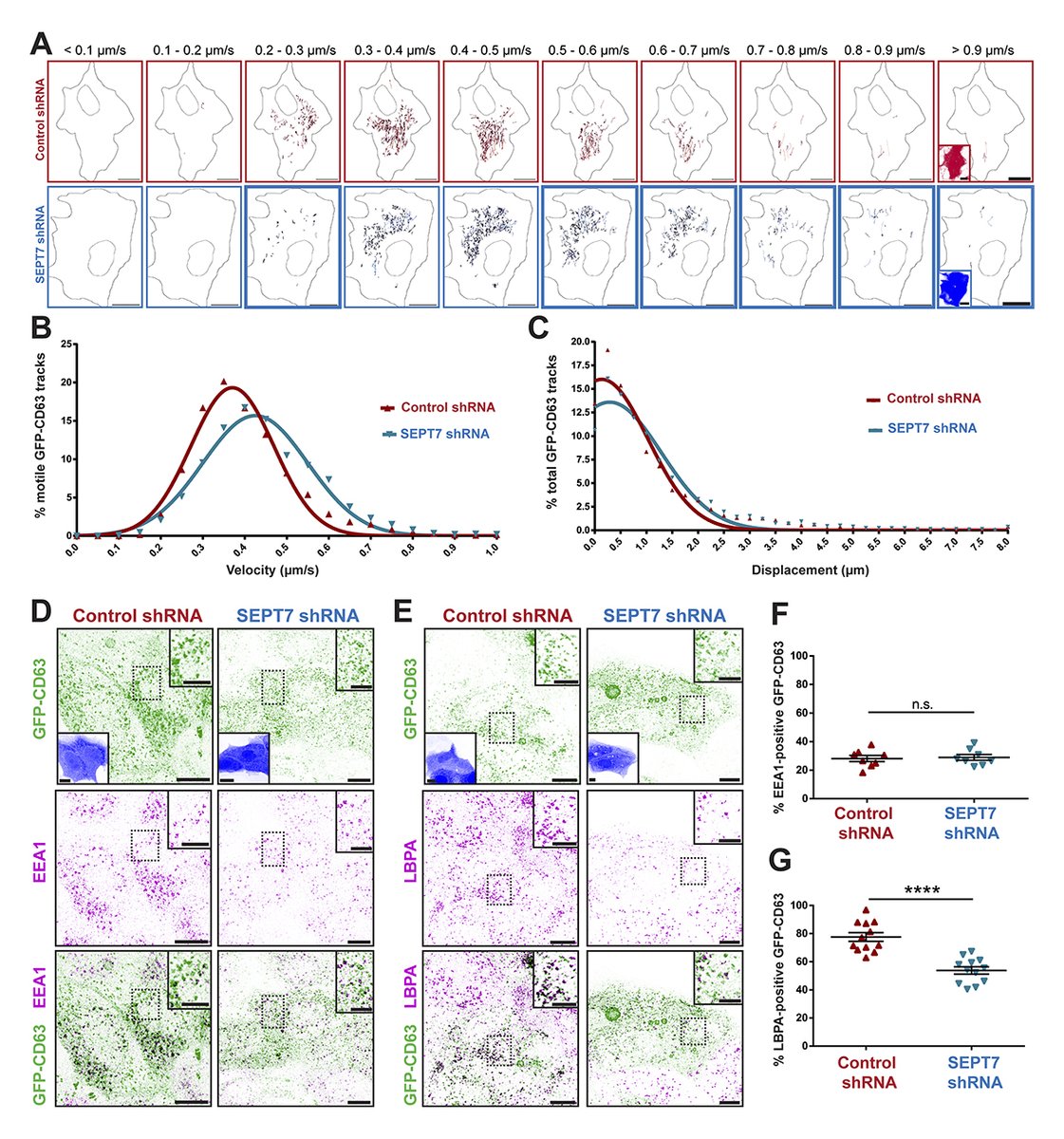 #Septins restrict the intracellular motility of GFP-CD63 #endosomes and promote their maturation from EEA1- to LBPA-positive multivesicular bodies/late endosomes. From a study by Robinson et al. @SeptinLab @drexel_coas @UVa_CellBio: hubs.la/Q02v9nrS0 #cytoskeleton