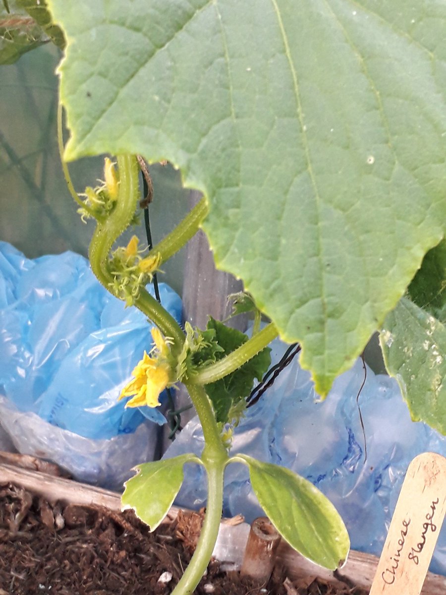 Highlights from my #polytunnel atm. Broad beans, strawberries, tomatoes, coriander and the first cucumber flowers. 😊🌱