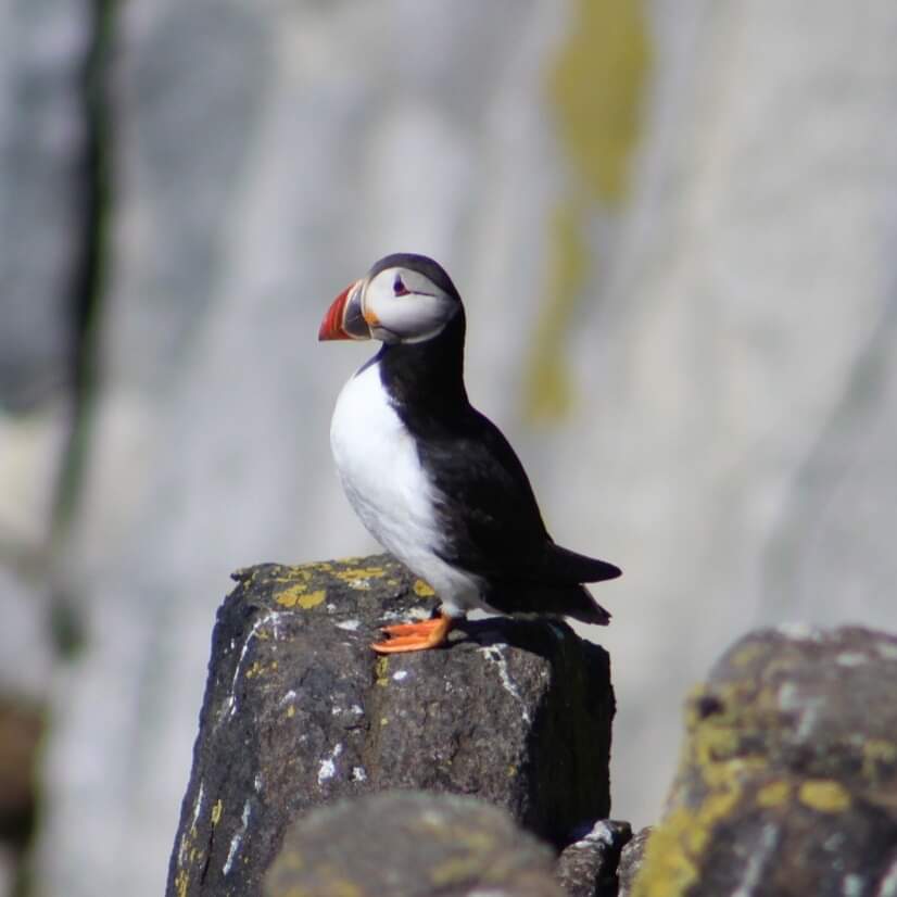 Join us on our upcoming RSPB birdwatching cruises on the Forth! 🚢 Get up close and personal with the beautiful birds of the area and learn from expert guides. Perfect for photography enthusiasts and nature lovers. Don't wait - we only have two dates this season!