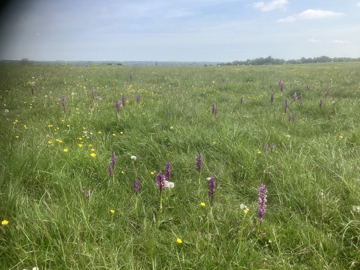 Orchids on Minchinhampton Common