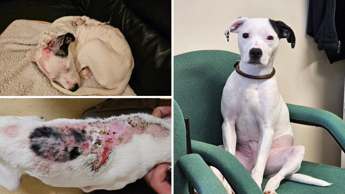 Milo arrived at @RSPCABlockFen after his owner failed to get treatment for his broken leg and burns 💔 Despite his past, he remained a happy-go-lucky boy throughout his rehabilitation and has since been rehomed 💙 Give a rescue animal a second chance: bit.ly/3Mdi9IP