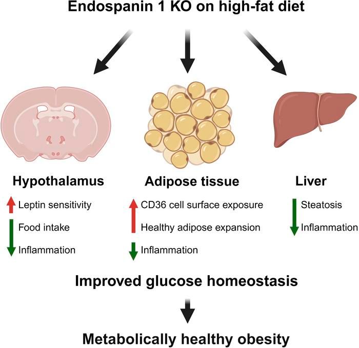 Whole-body deletion of Endospanin 1 protects from obesity-associated deleterious metabolic alterations: buff.ly/3JP02Hv 

@Inserm 
#CellBiology #Metabolism