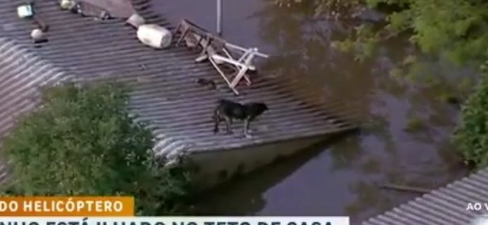 Gente vamos compartilhar pra mais pessoas para que alguma equipe possa ajudar a resgatar esse doguinho, como foi com o caramelo vamos nos unir e ajudar esse bichinho q está precisando 🙏🏻 

SALVEM O DOGUINHO DO TELHADO