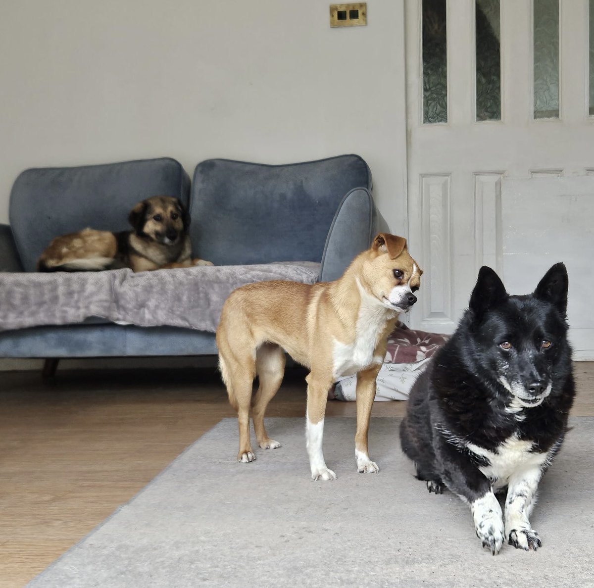 Current scenes in the ferals’ caravan. Folly has done so well helping the newbies Amber and Shadow settle in and they are becoming a little family. These dogs understand other dogs way more than they do people and it is a much easier access point for rehabilitation. Folly is