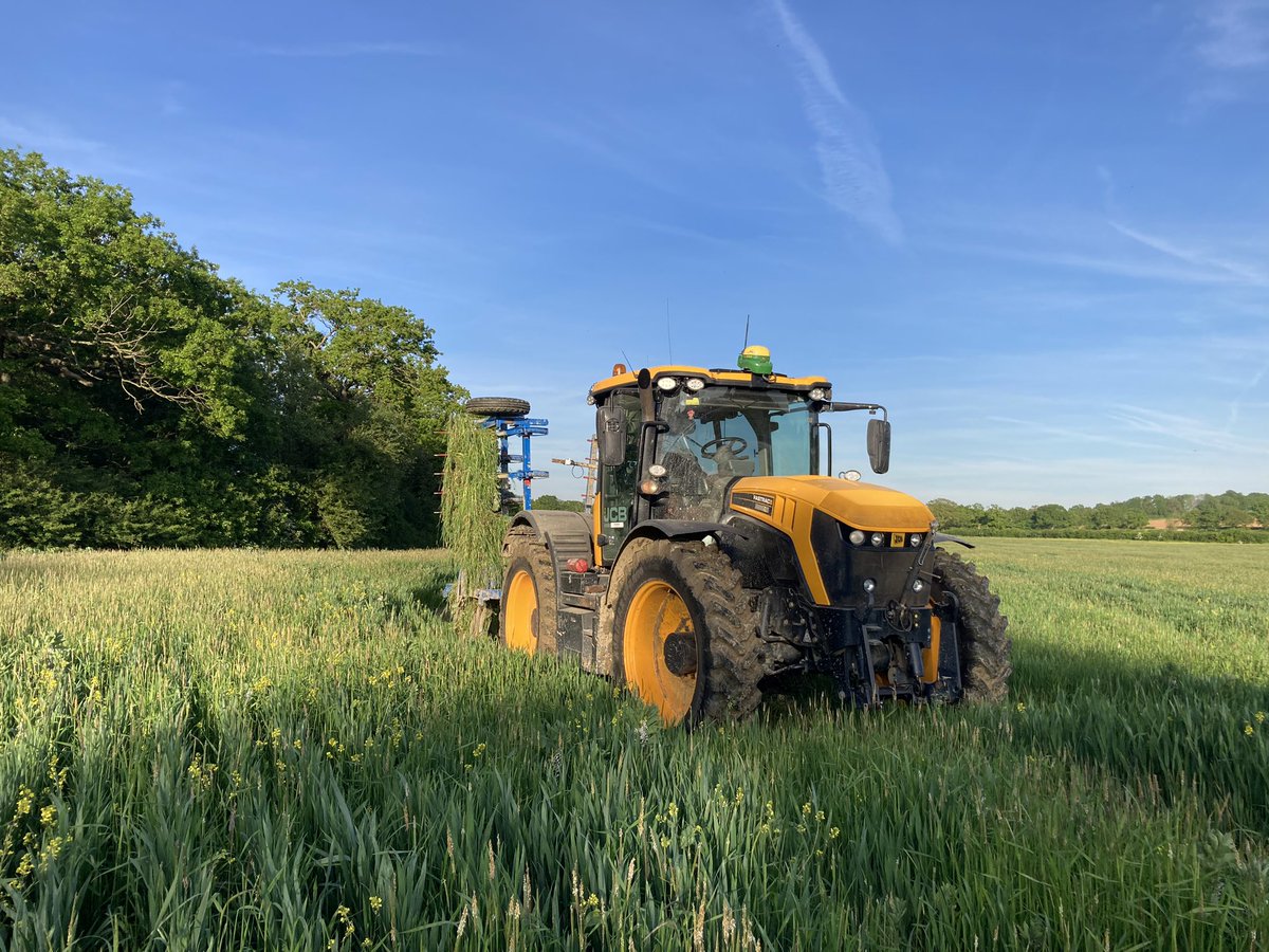 So we filmed a piece for @bbcsoutheast today in our @wildfarmed Wheat. This coincided with learning that you can have more between row weeds than my frankenhoe can cope with… If you have the misfortune of catching it, know that my inner monologue was. Unprintable…..