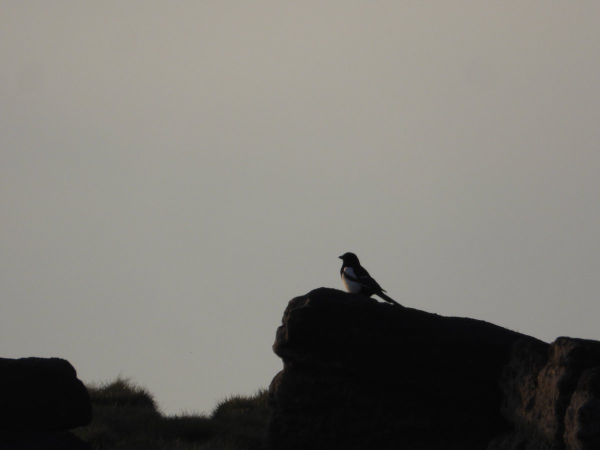 Last night on the moors I could hear Curlews and lots of other birds. Finally spotted this bird on distant rocky outcrop. Can you guess what it was? @MyGarden_Uk
